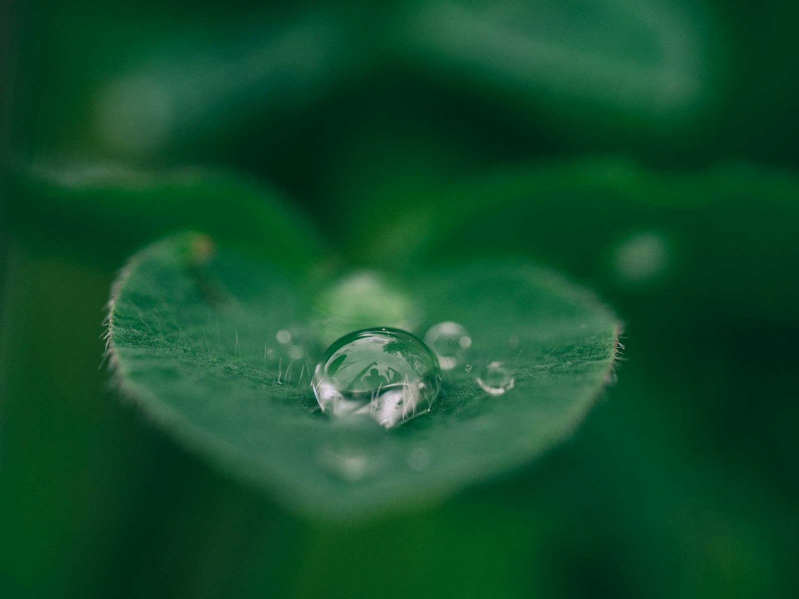 A single drop of water rests delicately on a bright green leaf, showing nature's beauty and tranquility.